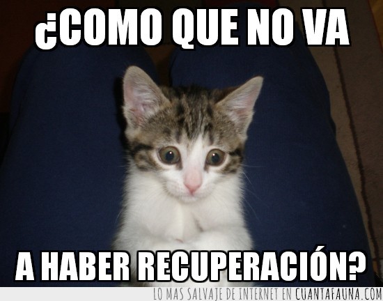 luna,gato,recuperación,carita de pena,tristeza